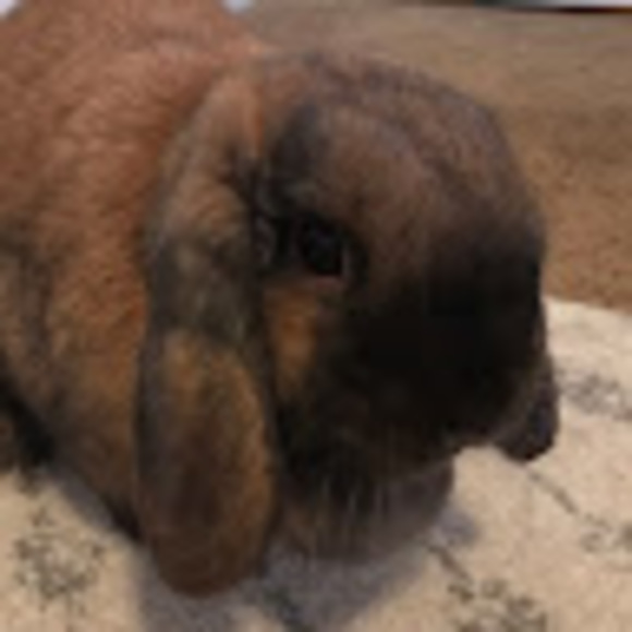 kasiebunny